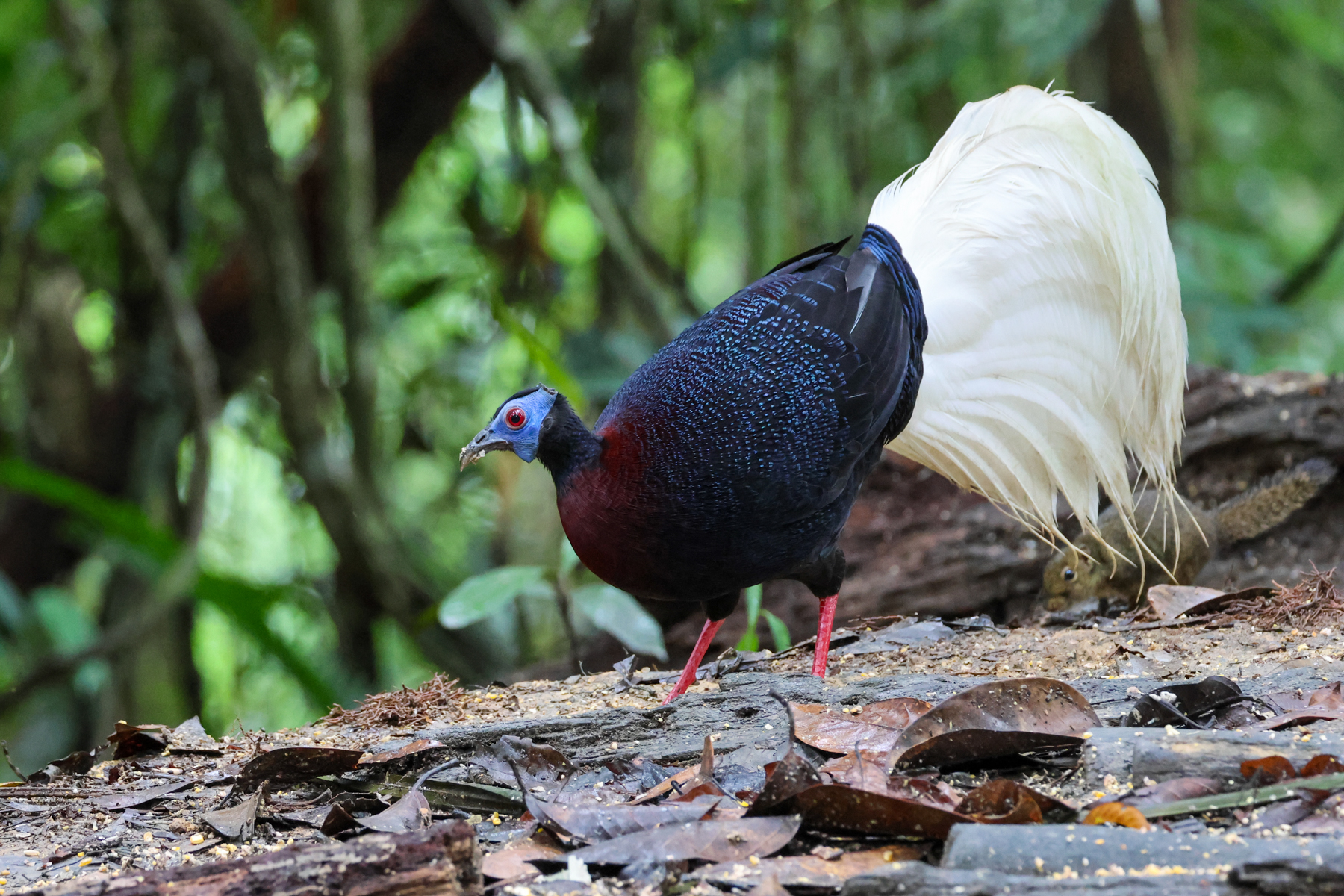 Bulwer's Pheasant (image by Yeo Siew Teck)