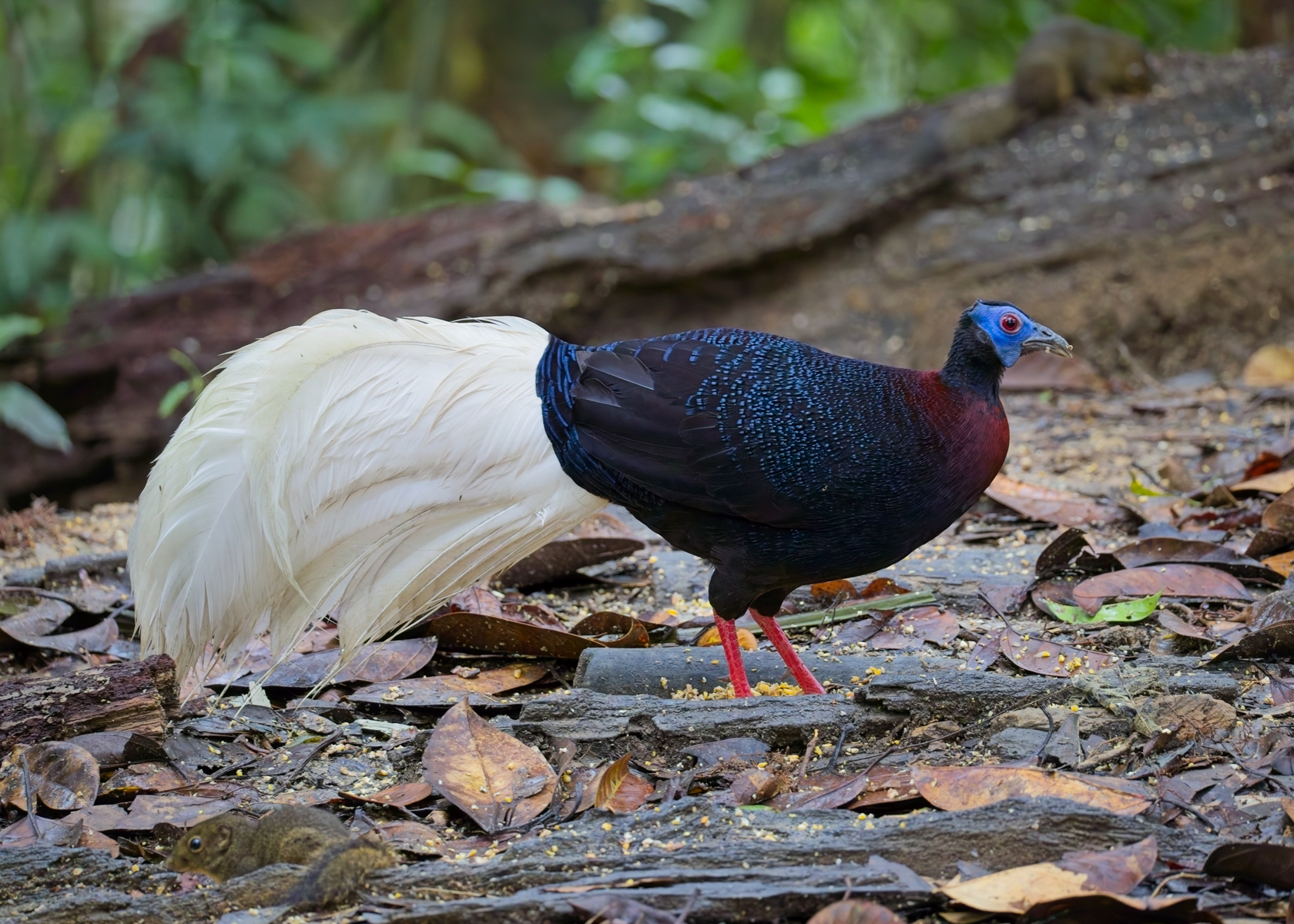Bulwer's Pheasant (image by Yeo Siew Teck)