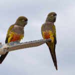Burrowing Parakeets (image by Paul McLelland)