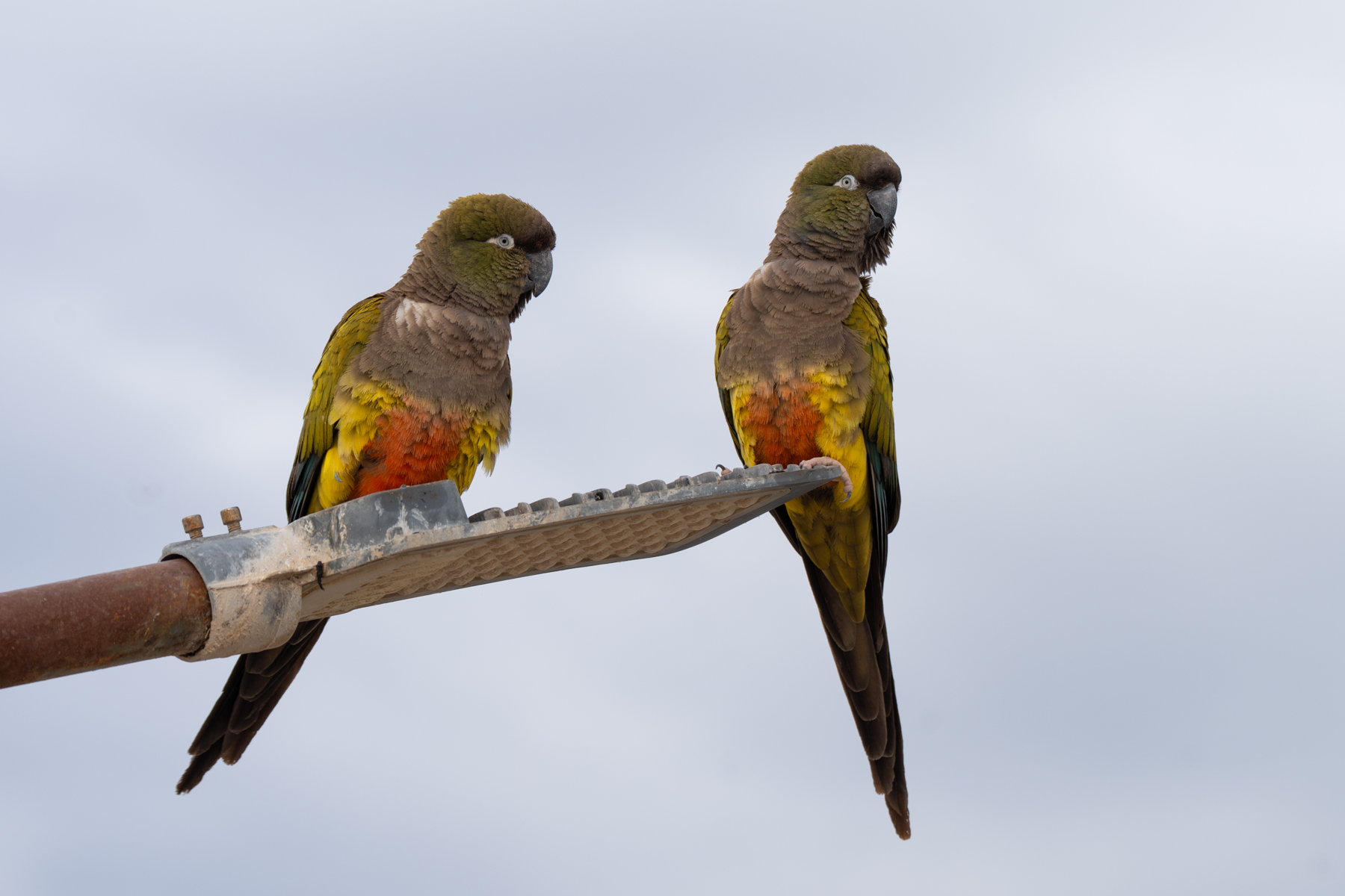 Burrowing Parakeets (image by Paul McLelland)