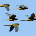 Burrowing Parrots (image by Loukia Triantafyllis)