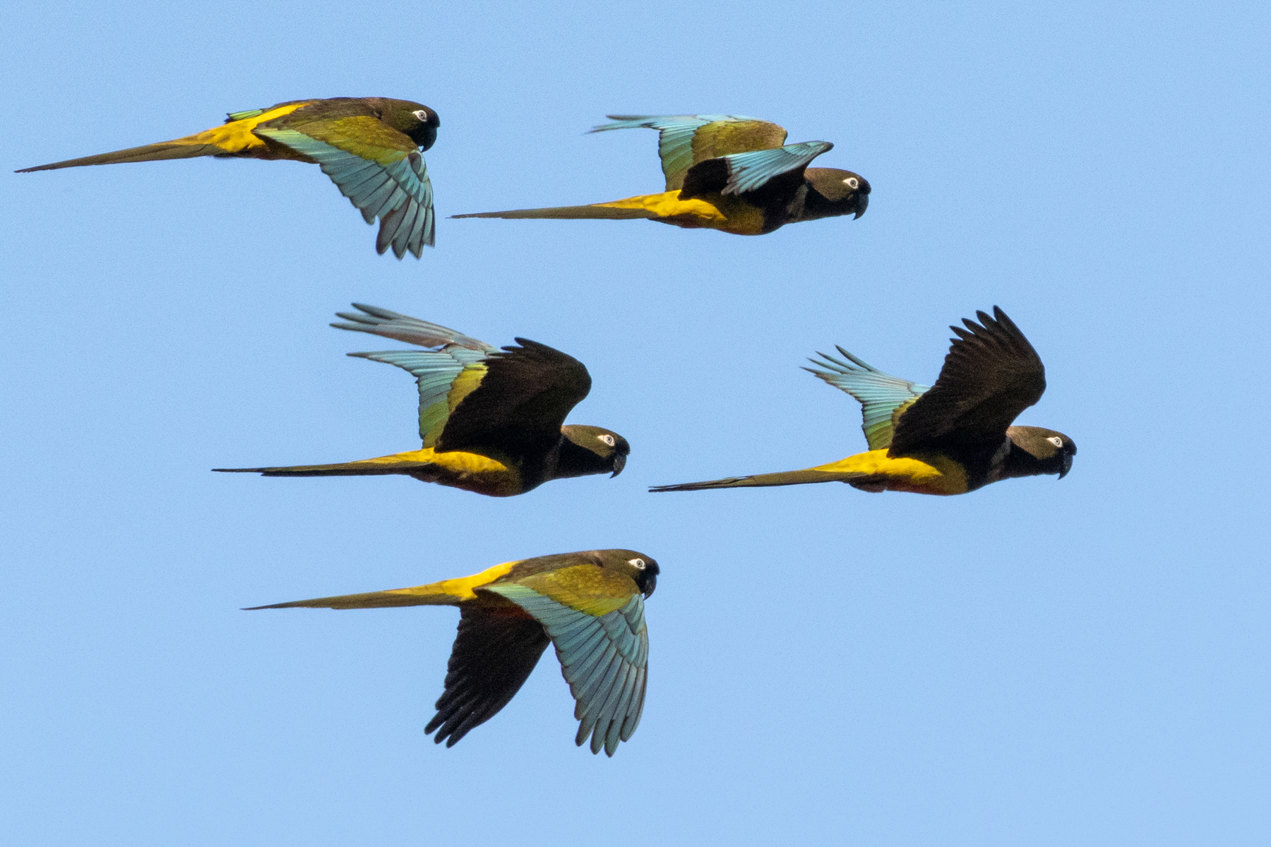 Burrowing Parrots (image by Loukia Triantafyllis)