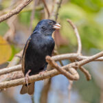 Cameroon Indigobird (image by Pete Morris)