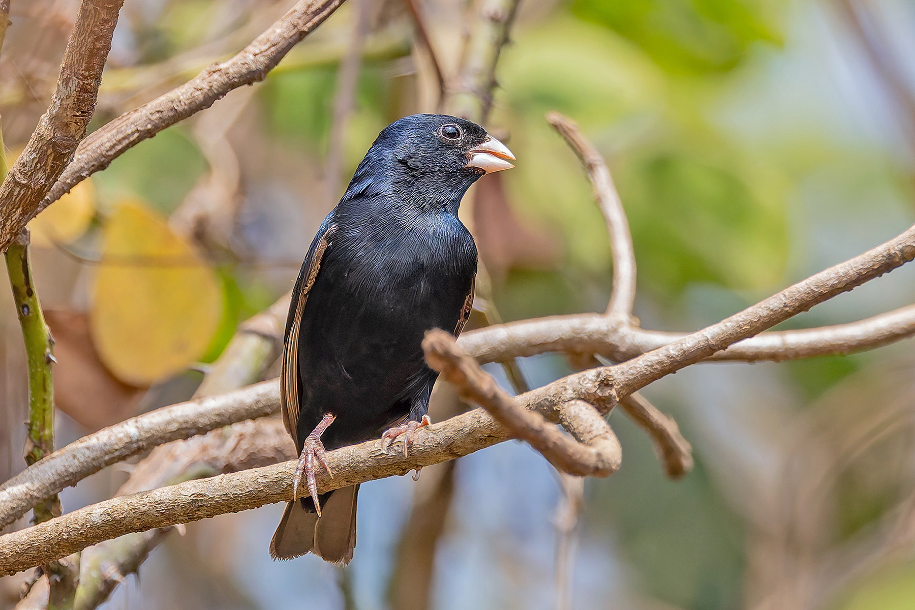Cameroon Indigobird (image by Pete Morris)