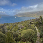 Campbell Island (image by Nik Borrow)
