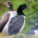 Campbell Shags (image by Nik Borrow)