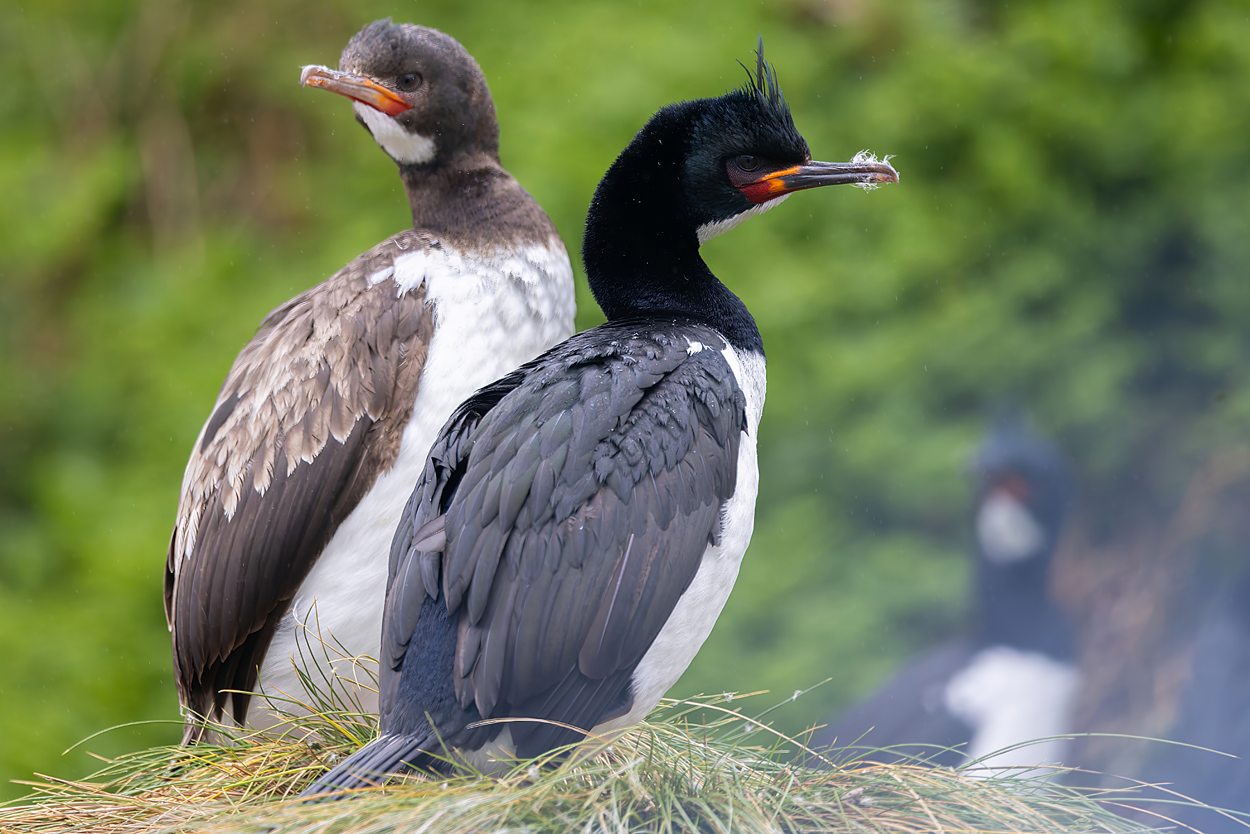 Campbell Shags (image by Nik Borrow)