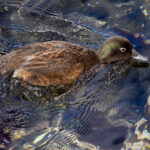 Campbell Teal (image by Nik Borrow)