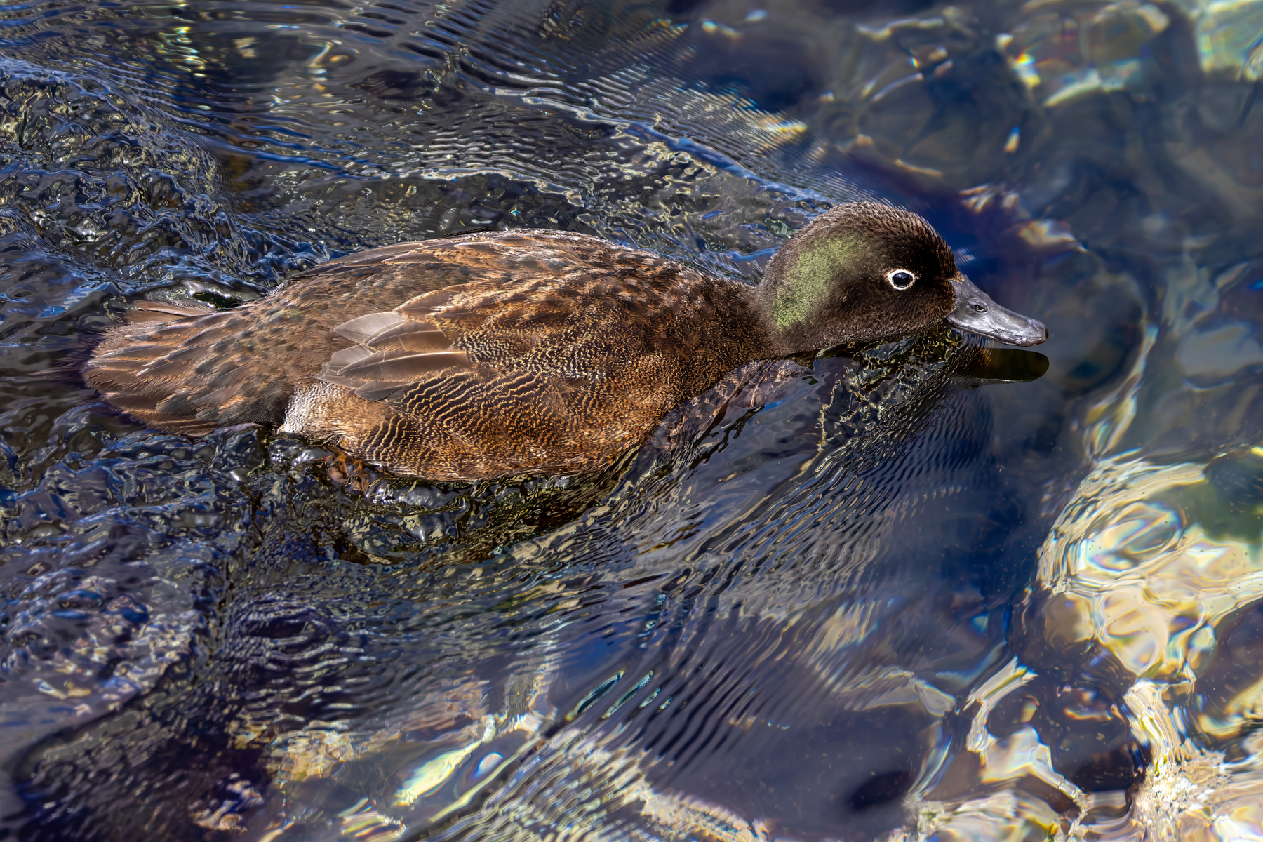 Campbell Teal (image by Nik Borrow)