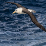 Campbell's Black-browed Albatross (image by Nik Borrow)