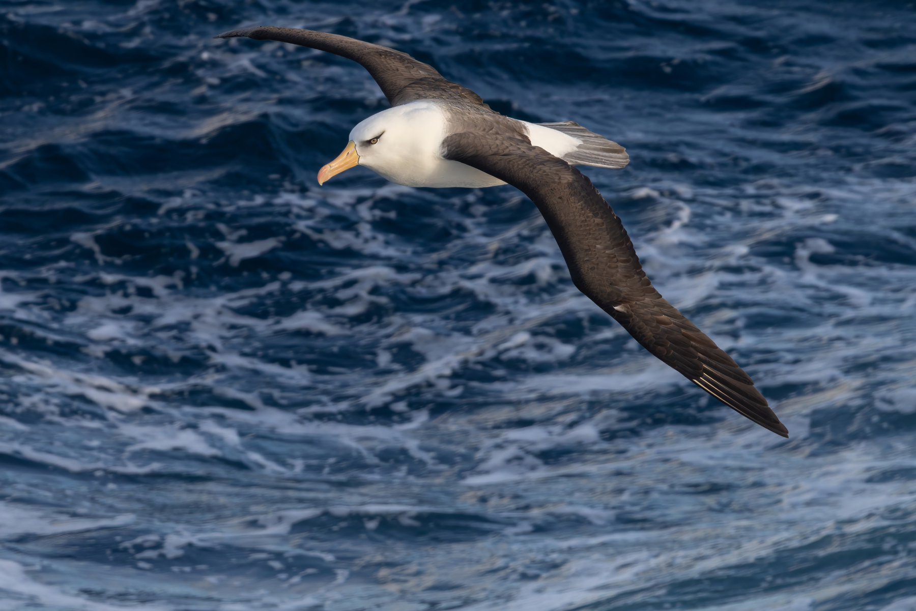 Campbell's Black-browed Albatross (image by Nik Borrow)