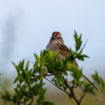 Chaco Sparrow (image by Paul McLelland)