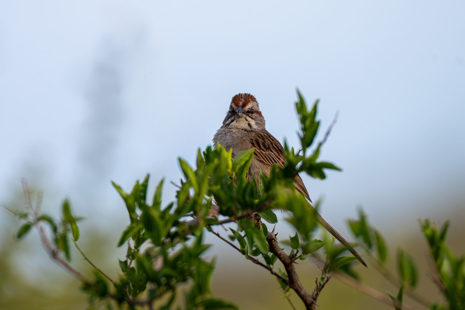 Chaco Sparrow (image by Paul McLelland)