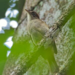 Charlotte's Bulbul (image by Andre Ambrose D'Penha)