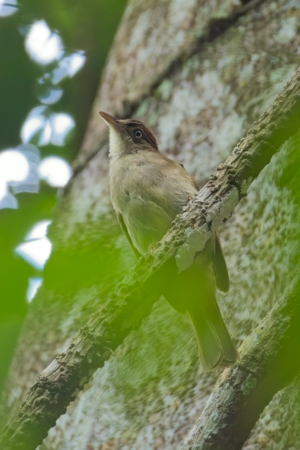 Charlotte's Bulbul (image by Andre Ambrose D'Penha)