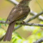 Charlotte's Bulbul (image by Andre Ambrose D'Penha)