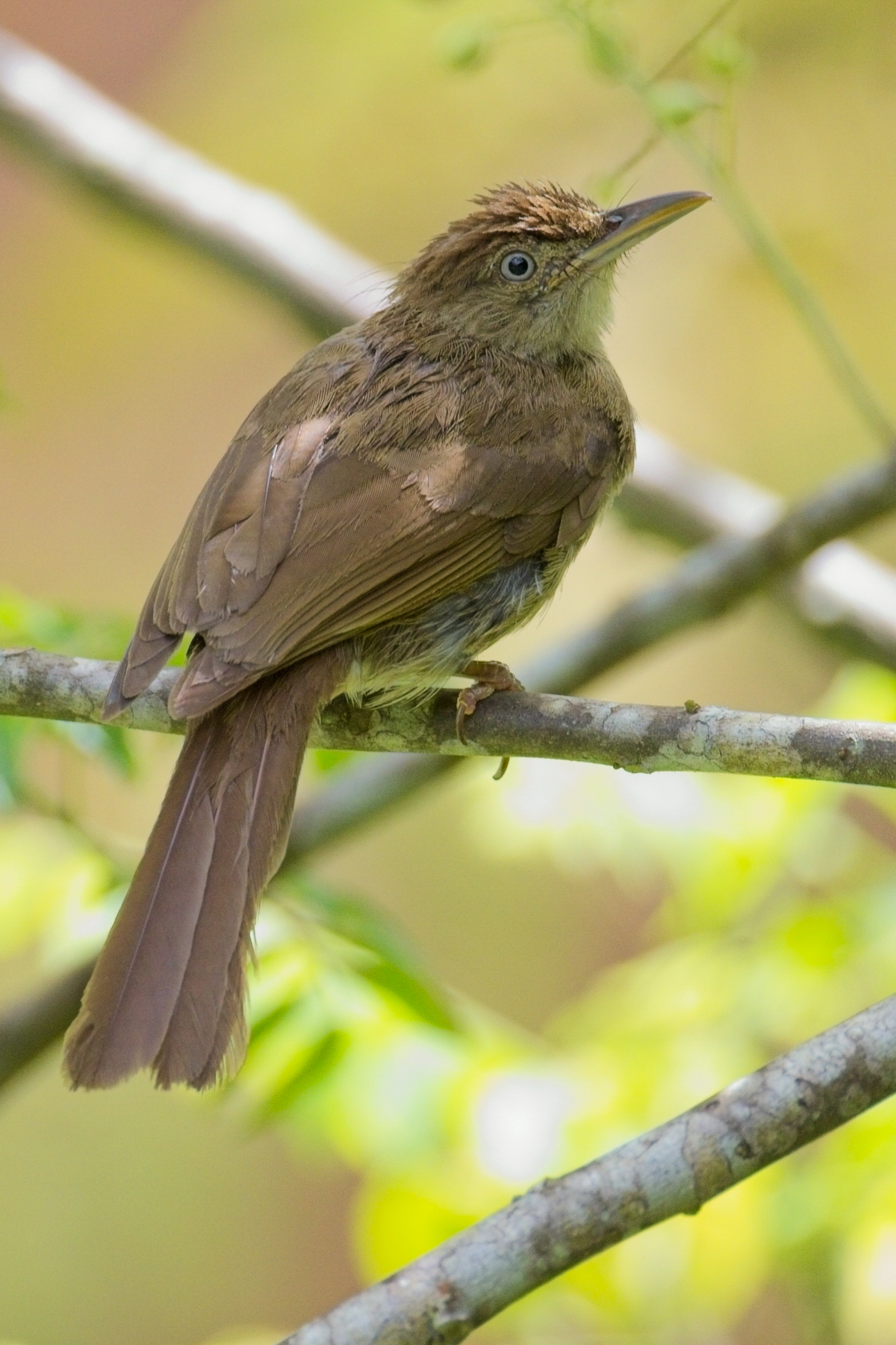 Charlotte's Bulbul (image by Andre Ambrose D'Penha)