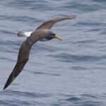 Chatham Albatross (image by Nik Borrow)