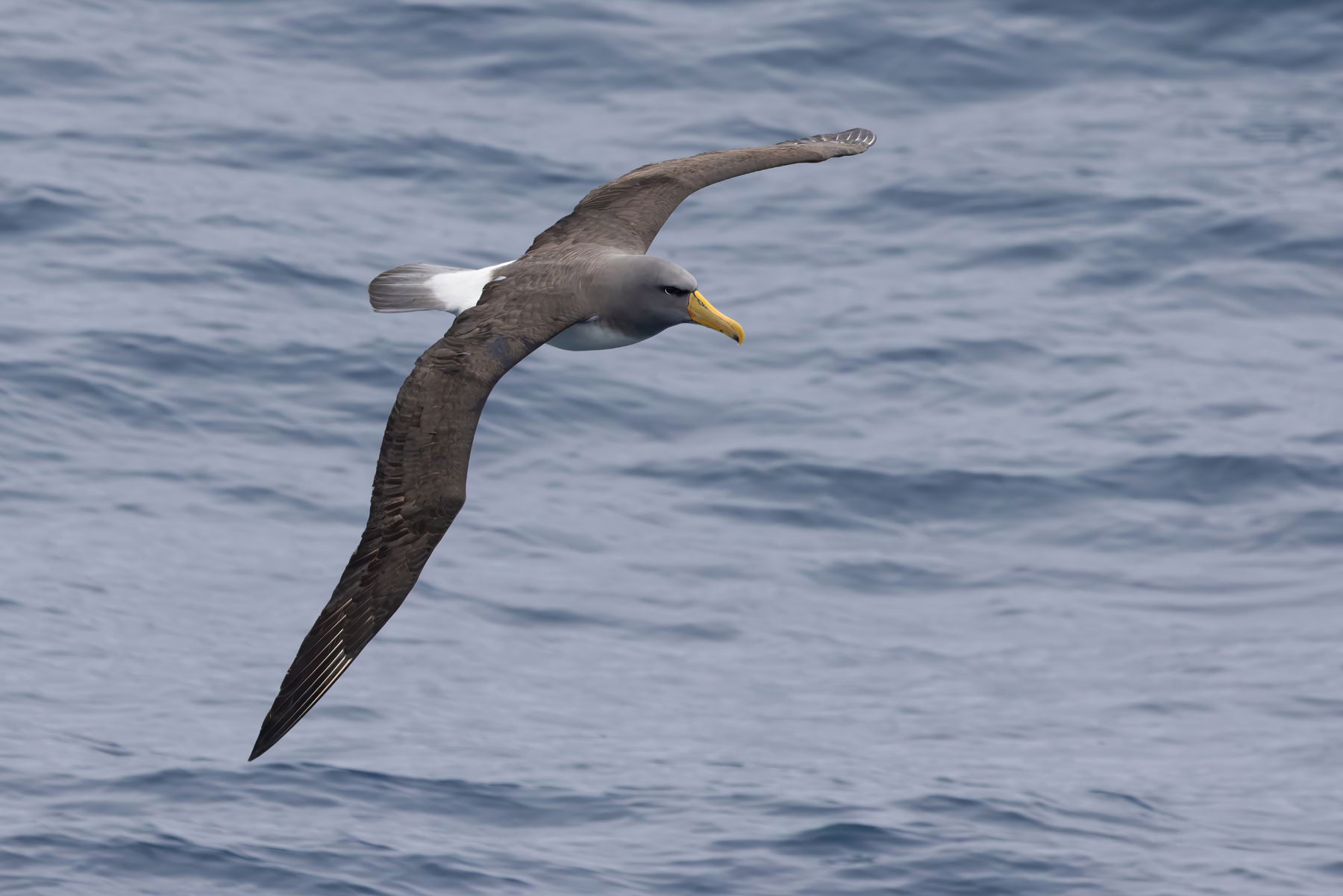 Chatham Albatross (image by Nik Borrow)
