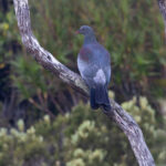 Chatham Islands Pigeon (image by Nik Borrow)