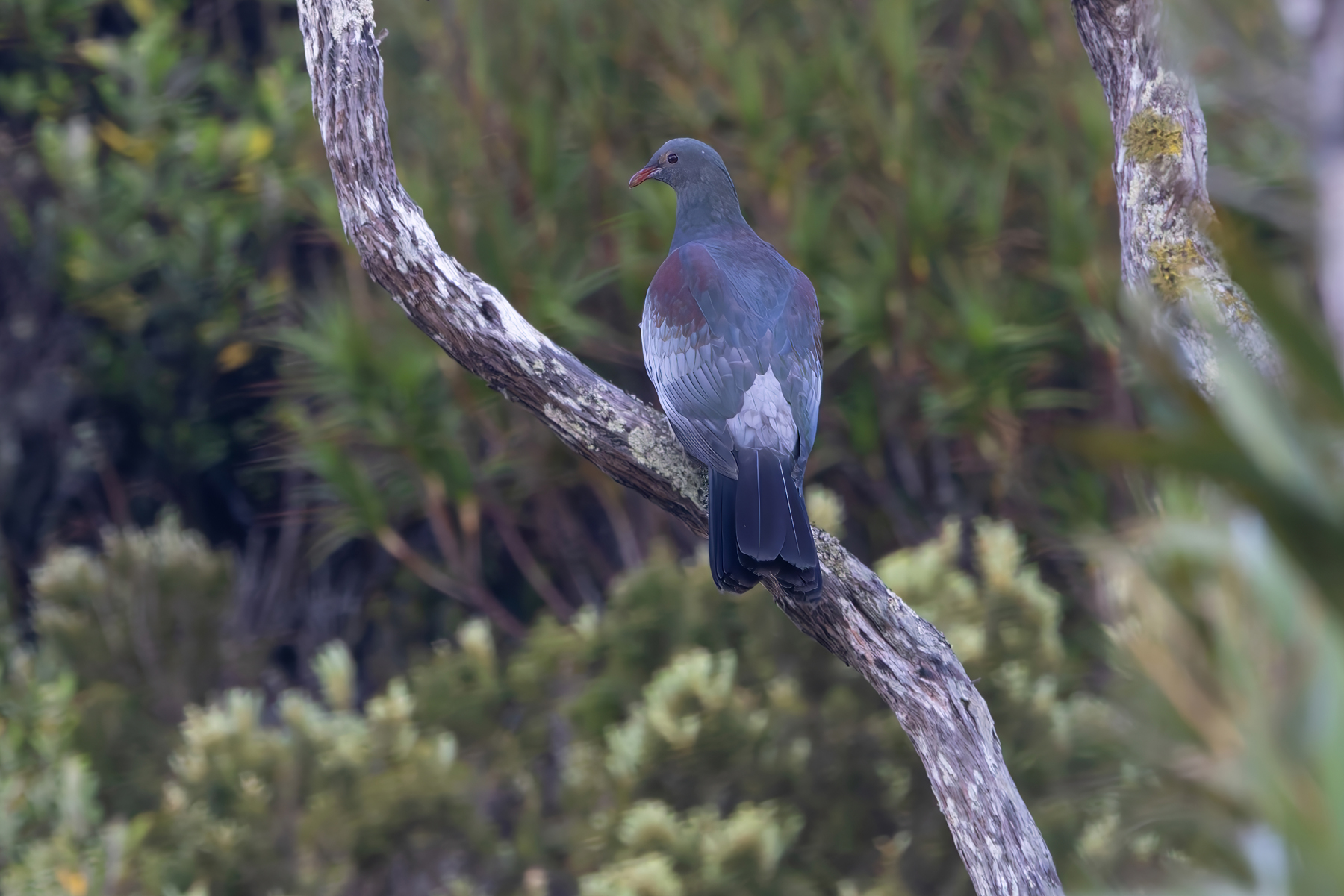 Chatham Islands Pigeon (image by Nik Borrow)