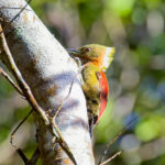 Checker-throated Woodpecker (image by Andre Ambrose D'Penha)