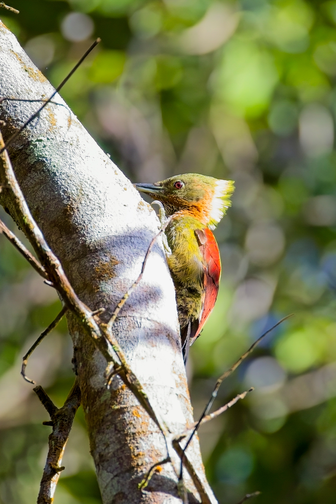 Checker-throated Woodpecker (image by Andre Ambrose D'Penha)