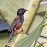 Chestnut-and-Black Weaver (image by Pete Morris)