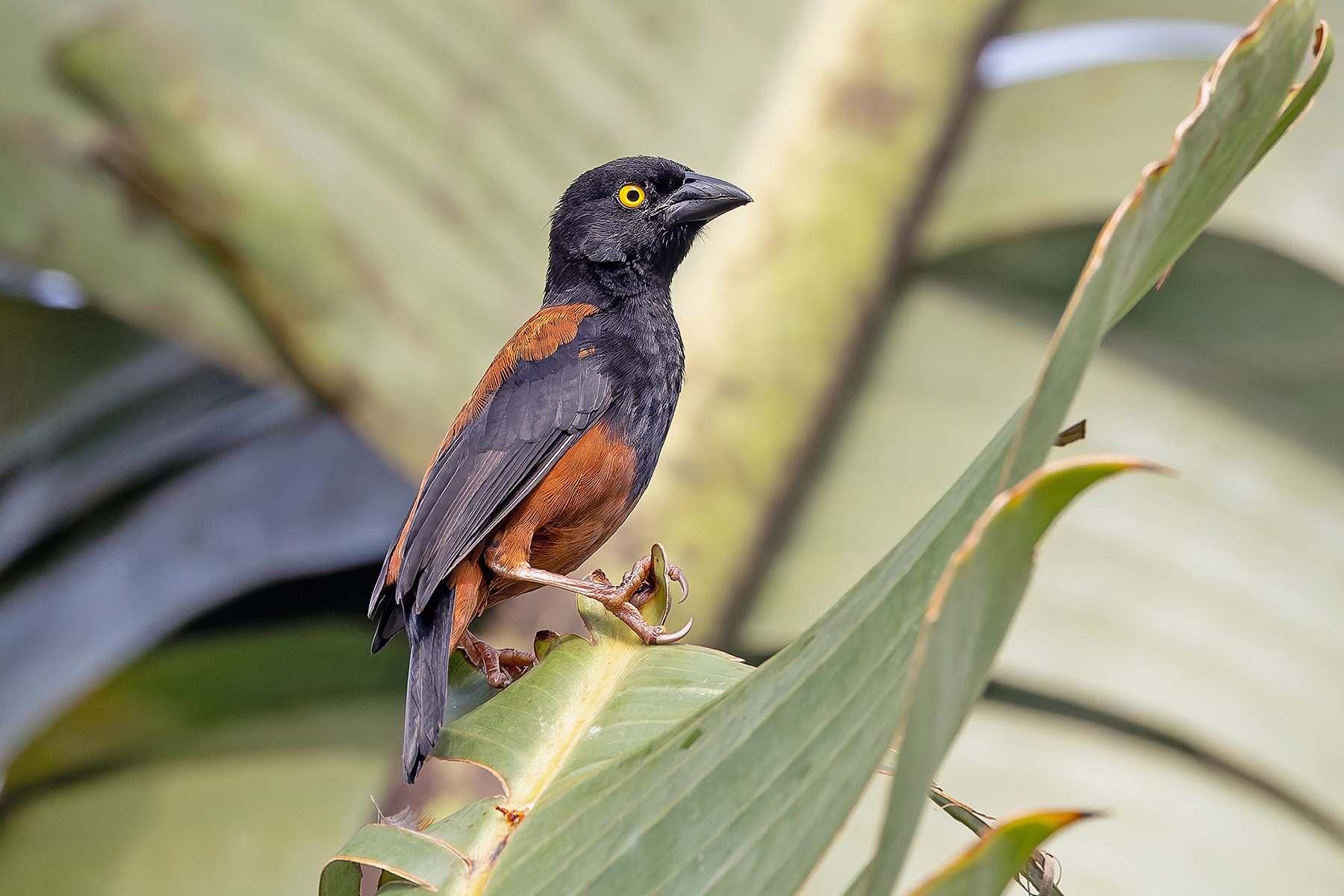 Chestnut-and-Black Weaver (image by Pete Morris)