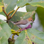 Chestnut-crested Yuhina (image by Andre Ambrose D'Penha)