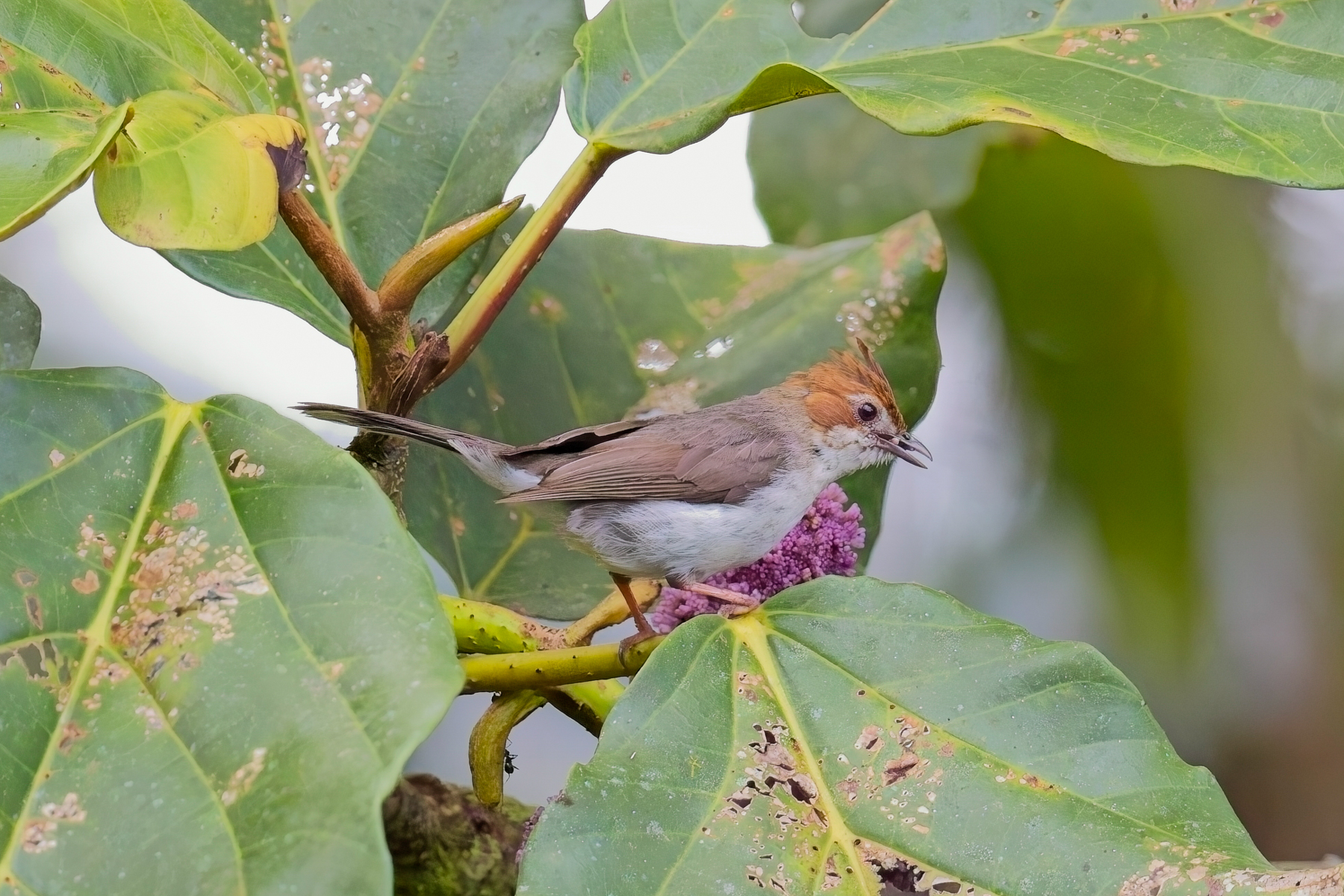 Chestnut-crested Yuhina (image by Andre Ambrose D'Penha)