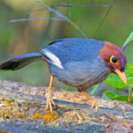 Chestnut-hooded Laughingthrush (image by Andre Ambrose D'Penha)