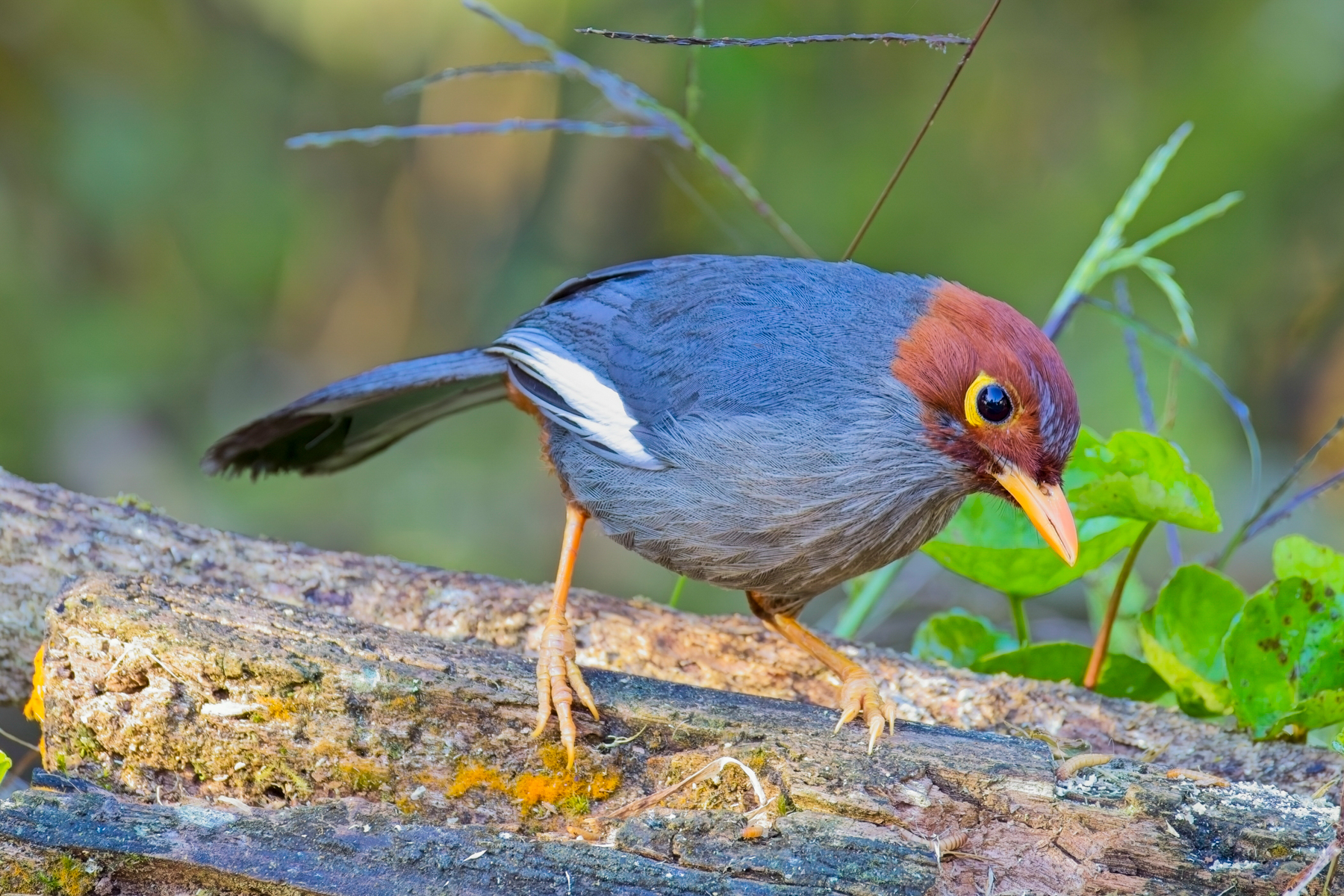 Chestnut-hooded Laughingthrush (image by Andre Ambrose D'Penha)