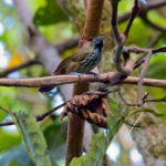 Chestnut-rumped Babbler (image by Andre Ambrose D'Penha)