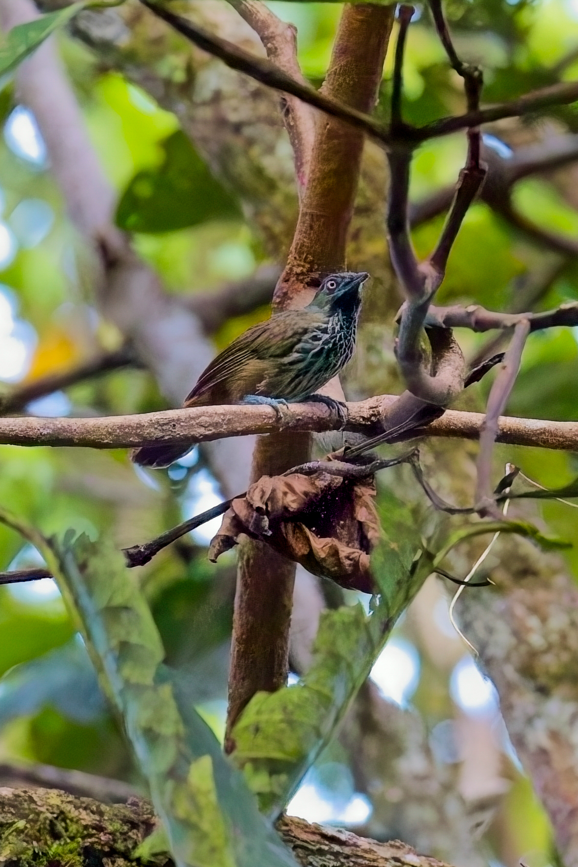 Chestnut-rumped Babbler (image by Andre Ambrose D'Penha)