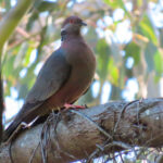 Chilean Pigeon (image by Mark Pearman)