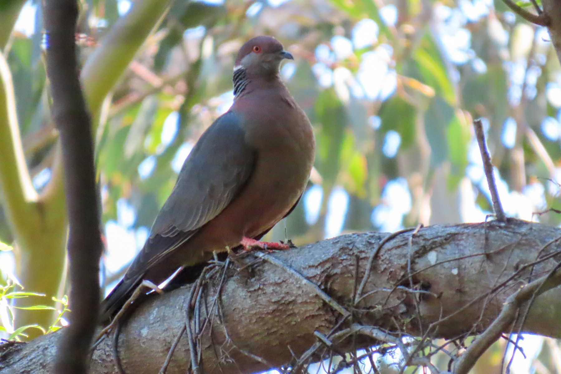 Chilean Pigeon (image by Mark Pearman)