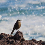 Chilean Seaside Cinclodes (image by Mark Pearman)