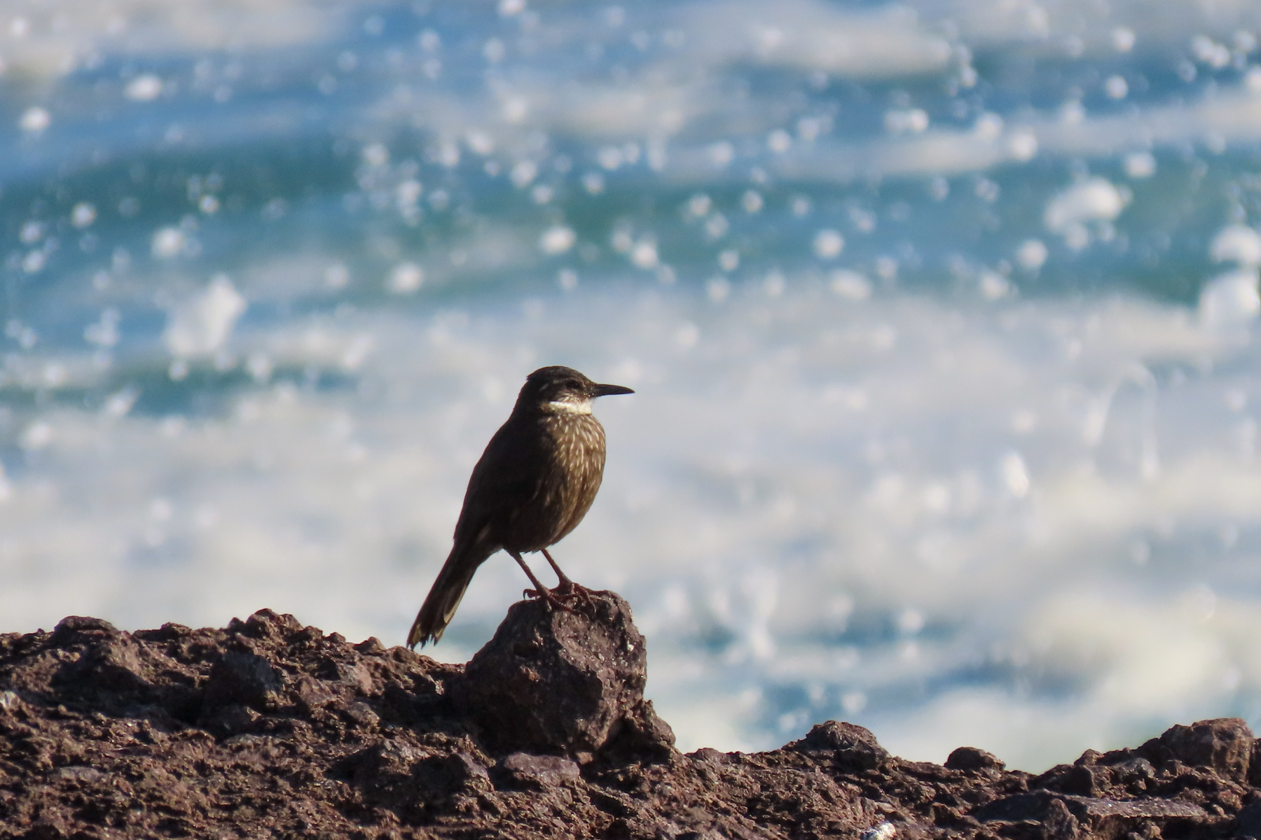 Chilean Seaside Cinclodes (image by Mark Pearman)