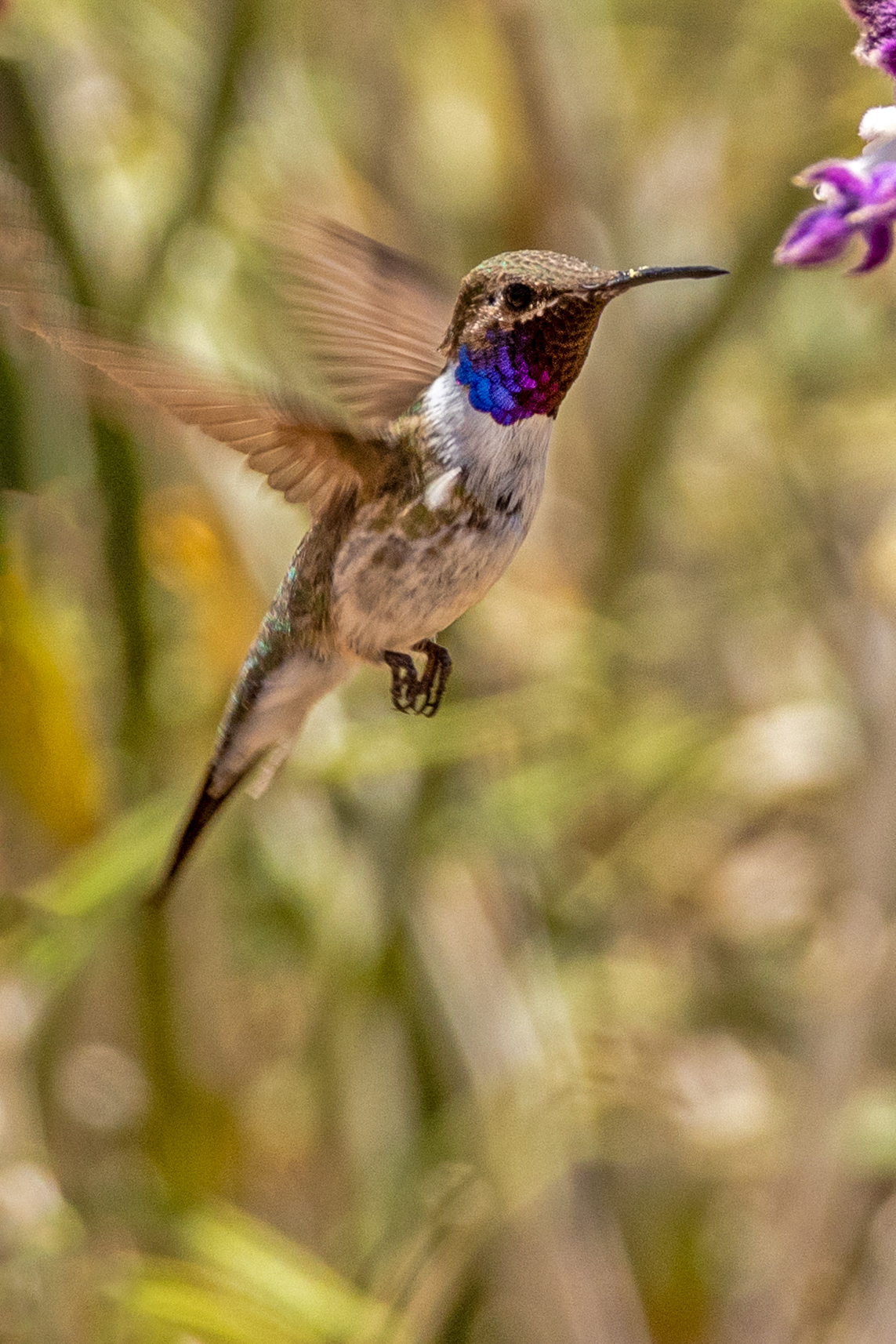 Chilean Woodstar (image by Petros Triantafyllis)
