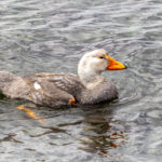 Chiloe Steamer Duck (image by Petros Triantafyllis)