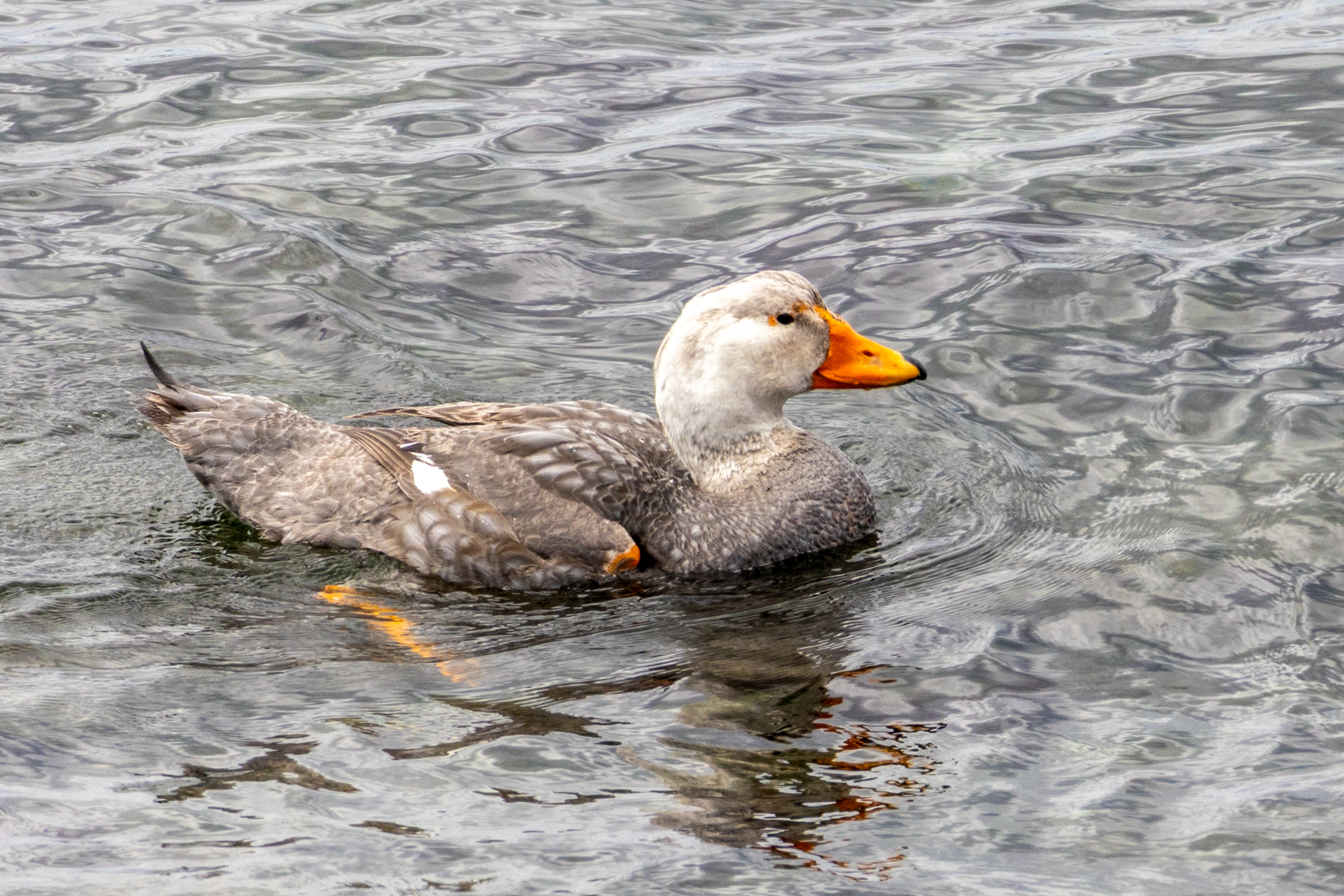 Chiloe Steamer Duck (image by Petros Triantafyllis)
