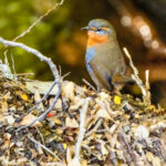 Chucao Tapaculo (image by Loukia Triantafyllis)