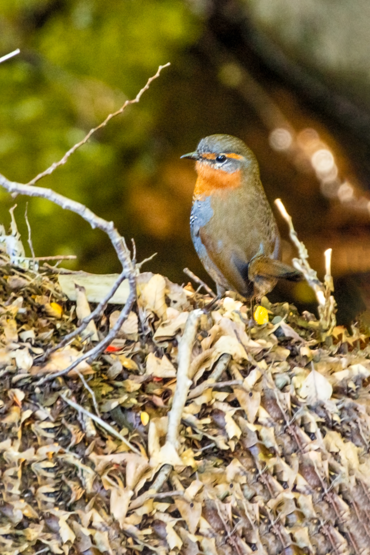 Chucao Tapaculo (image by Loukia Triantafyllis)