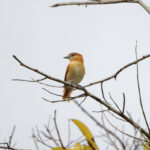 Cinereous Becard (image by Leo Garrigues)