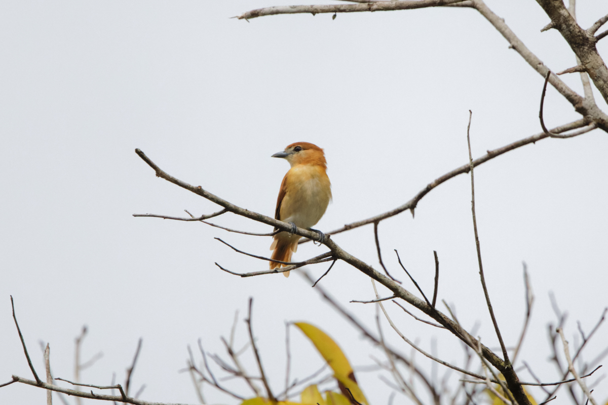 Cinereous Becard (image by Leo Garrigues)