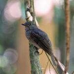 Cinereous Mourner (image by Leo Garrigues)