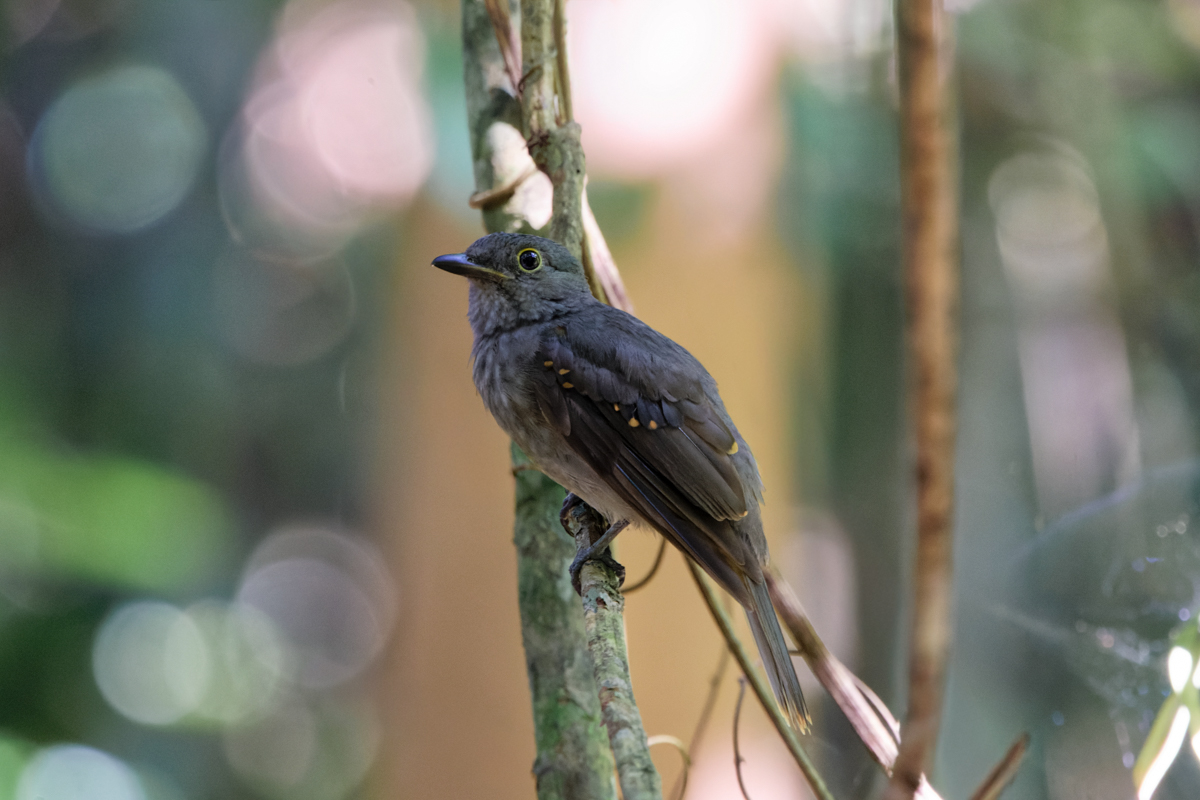 Cinereous Mourner (image by Leo Garrigues)