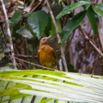 Cocoa Thrush (image by Leo Garrigues)
