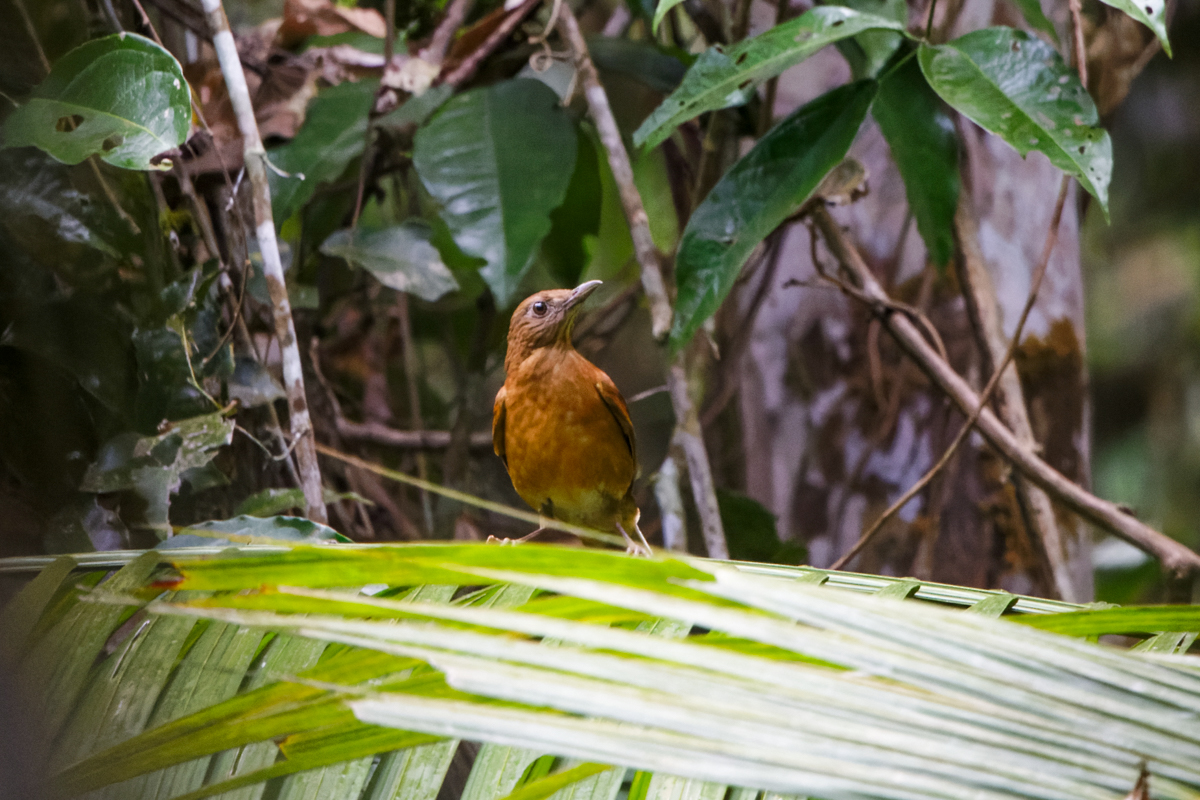 Cocoa Thrush (image by Leo Garrigues)